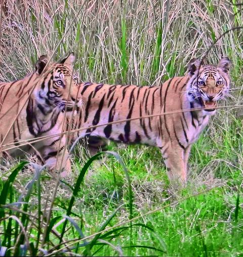 Bandhavgarh Jeep Safari Timings