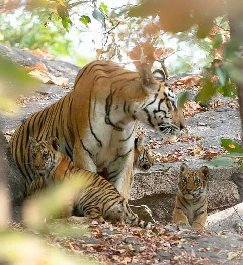 Bandhavgarh National Park