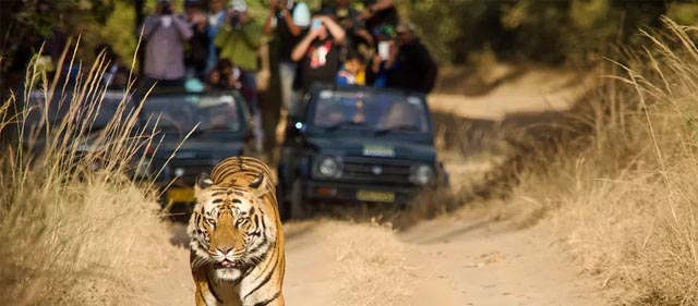 Group Tours Booking bandhavgarh