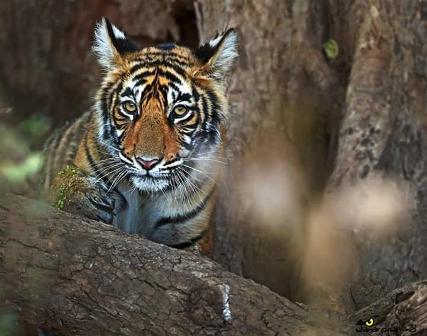 Safari Timing Bandhavgarh