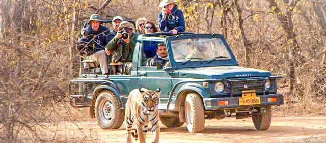 Domain & Hosting Services Rewa