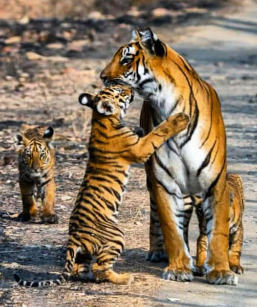 Jungle_Jeep_Safari_Booking_Bandhavgarh