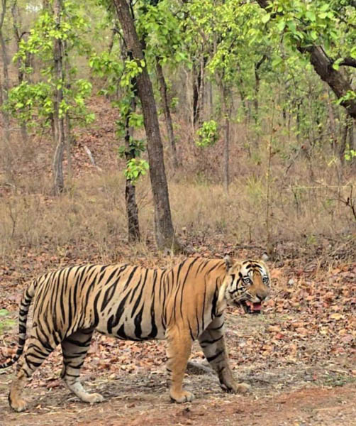 Jungle Safari Booking Bandhavgarh