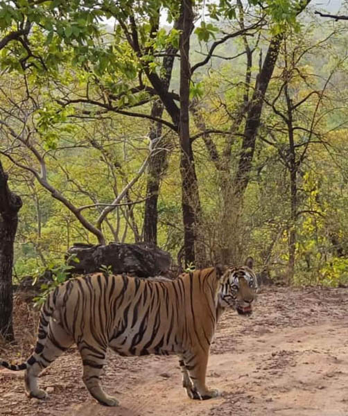 Tiger Safari Booking Bandhavgarh