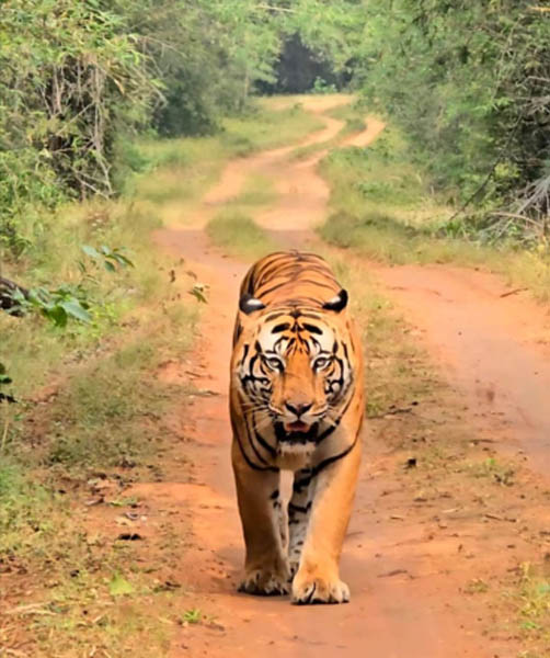Safari Booking Bandhavgarh