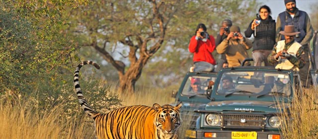 jeep safari booking kanha national park