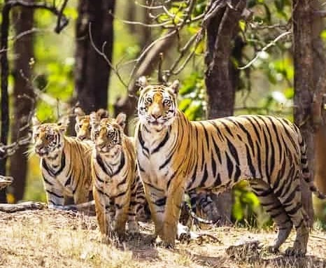 sanjay dubri national park