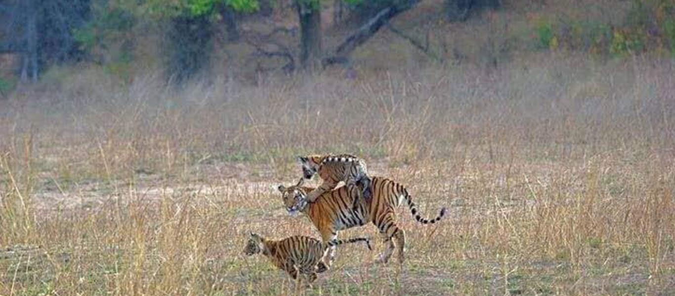 Bandhavgarh Tiger Safari Booking