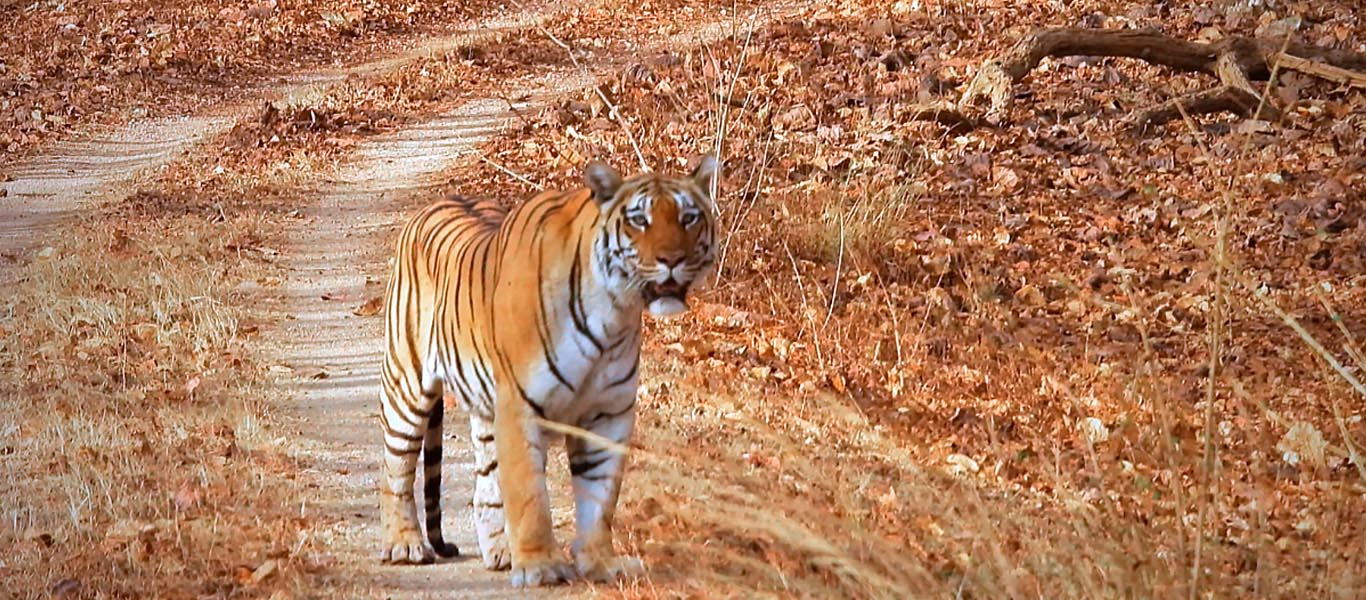 Jungle Safari Booking Bandhavgarh