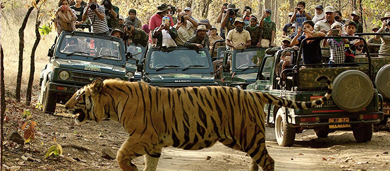 Safari Booking Bandhavgarh Holidays